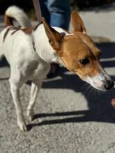 FLETCHER, Hund, Podenco in Spanien - Bild 5