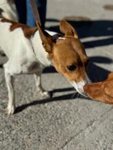 FLETCHER, Hund, Podenco in Spanien - Bild 6