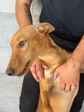 SIGGY, Hund, Podenco in Spanien - Bild 4