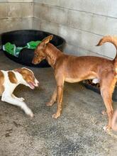 MORITZ, Hund, Podenco in Spanien - Bild 3