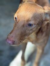 MORITZ, Hund, Podenco in Spanien - Bild 5