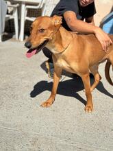 LUCAS, Hund, Podenco in Spanien - Bild 2