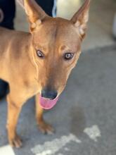 LUCAS, Hund, Podenco in Spanien - Bild 3