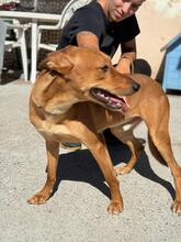 LUCAS, Hund, Podenco in Spanien - Bild 4