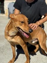 LUCAS, Hund, Podenco in Spanien - Bild 5