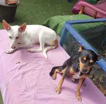 EMILIA, Hund, Podenco-Mix in Spanien - Bild 4