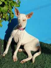 EMILIA, Hund, Podenco-Mix in Spanien - Bild 6