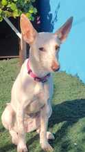 EMILIA, Hund, Podenco-Mix in Spanien - Bild 8