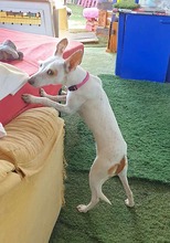 EMILIA, Hund, Podenco-Mix in Spanien - Bild 9