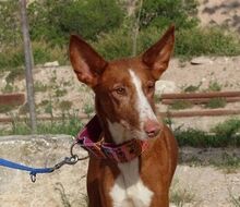 MILA, Hund, Podenco in Radevormwald - Bild 1