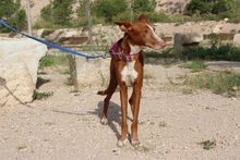 MILA, Hund, Podenco in Radevormwald - Bild 2