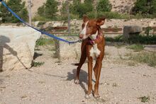 MILA, Hund, Podenco in Radevormwald - Bild 3