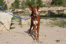 MILA, Hund, Podenco in Radevormwald - Bild 4