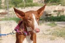 MILA, Hund, Podenco in Radevormwald - Bild 5