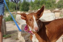 MILA, Hund, Podenco in Radevormwald - Bild 6