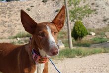 MILA, Hund, Podenco in Radevormwald - Bild 8