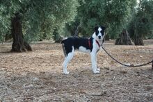 BAYRON, Hund, Mischlingshund in Spanien - Bild 3