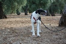 BAYRON, Hund, Mischlingshund in Spanien - Bild 4