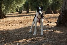 BAYRON, Hund, Mischlingshund in Spanien - Bild 5