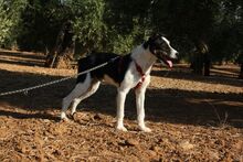 BAYRON, Hund, Mischlingshund in Spanien - Bild 7