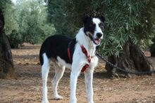 BAYRON, Hund, Mischlingshund in Spanien - Bild 8