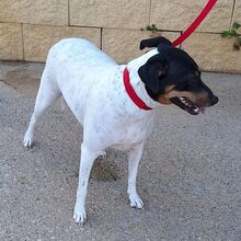 NIEBLA, Hund, Bodeguero Andaluz in Spanien - Bild 2