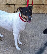 NIEBLA, Hund, Bodeguero Andaluz in Spanien - Bild 3