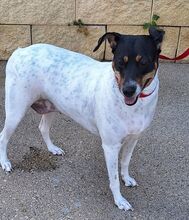 NIEBLA, Hund, Bodeguero Andaluz in Spanien - Bild 4