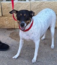 NIEBLA, Hund, Bodeguero Andaluz in Spanien - Bild 7