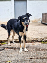 ANANDA, Hund, Mischlingshund in Bulgarien - Bild 1