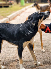 ANANDA, Hund, Mischlingshund in Bulgarien - Bild 2