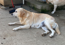 NELLI, Hund, Labrador-Mix in Hamburg