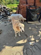 NELLI, Hund, Labrador-Mix in Hamburg - Bild 2