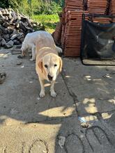 NELLI, Hund, Labrador-Mix in Hamburg - Bild 3