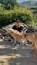 NELLI, Hund, Labrador-Mix in Hamburg - Bild 4