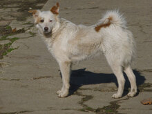 MACHO, Hund, Mischlingshund in Bulgarien - Bild 1