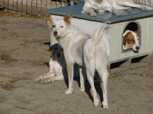 MACHO, Hund, Mischlingshund in Bulgarien - Bild 10