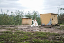 MACHO, Hund, Mischlingshund in Bulgarien - Bild 11