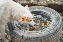 MACHO, Hund, Mischlingshund in Bulgarien - Bild 12