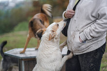 MACHO, Hund, Mischlingshund in Bulgarien - Bild 13