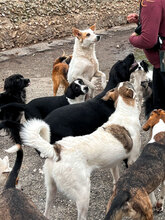 MACHO, Hund, Mischlingshund in Bulgarien - Bild 14