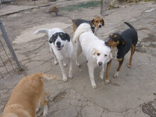 MACHO, Hund, Mischlingshund in Bulgarien - Bild 15