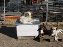 MACHO, Hund, Mischlingshund in Bulgarien - Bild 16