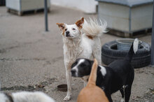 MACHO, Hund, Mischlingshund in Bulgarien - Bild 17