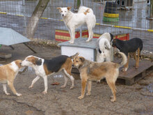 MACHO, Hund, Mischlingshund in Bulgarien - Bild 18