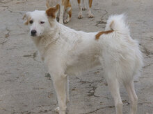 MACHO, Hund, Mischlingshund in Bulgarien - Bild 3