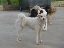 MACHO, Hund, Mischlingshund in Bulgarien - Bild 4