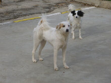 MACHO, Hund, Mischlingshund in Bulgarien - Bild 5