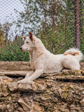 MACHO, Hund, Mischlingshund in Bulgarien - Bild 6