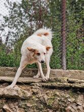 MACHO, Hund, Mischlingshund in Bulgarien - Bild 8